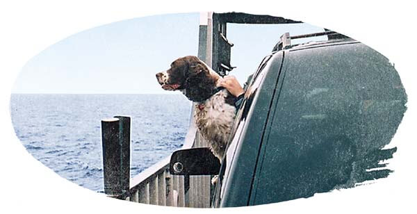 Vehicle on the ferry with a brown and white dog sticking it's head out of the window